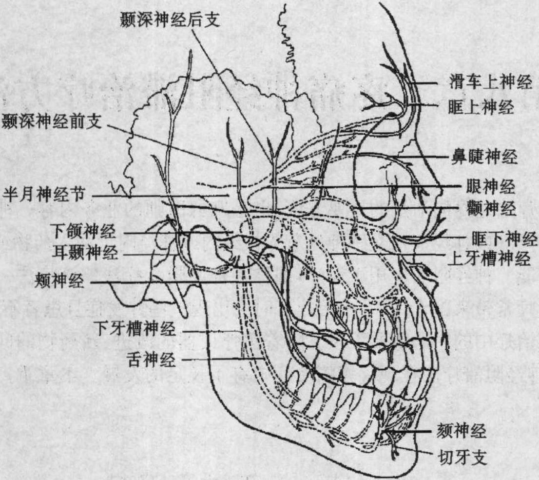 第一節(jié) 頭面神經(jīng)阻滯